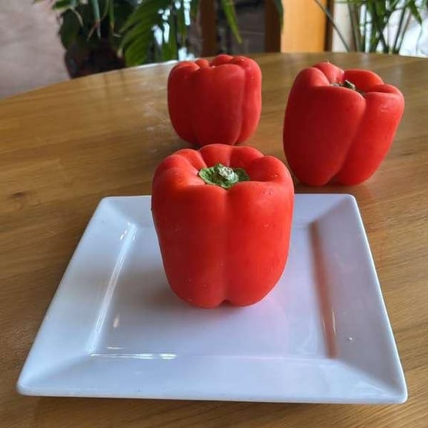 Three vibrant red bell peppers, one on a white square plate, on a wooden table.
