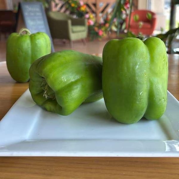 Three fresh green bell peppers on a white rectangular plate, with a blurred restaurant background.