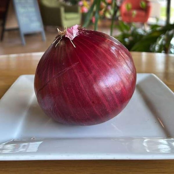 A single red onion with roots on a white rectangular plate, with a blurred restaurant background.